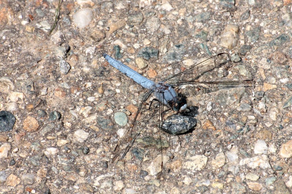 Orthetrum brunneum?